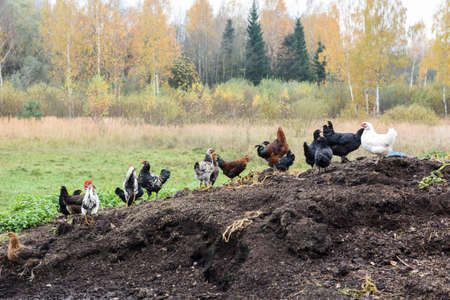 chickens in the yard in village in autumn background