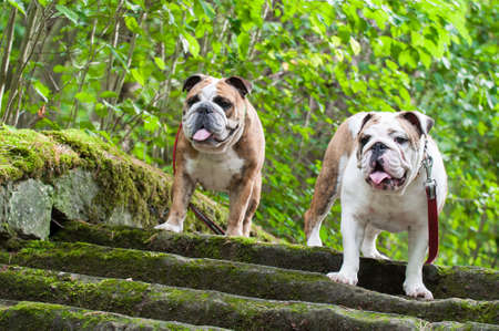 Two English Bulldog or British Bulldog on the stairsの写真素材