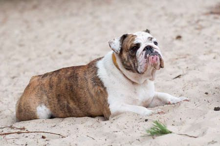 English Bulldog dog sitting on the sandの写真素材
