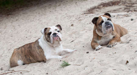 Two English Bulldog dogs sitting on the sandの写真素材