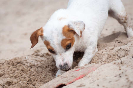 Jack Russell Terrier dog digging a hole on the beachの写真素材