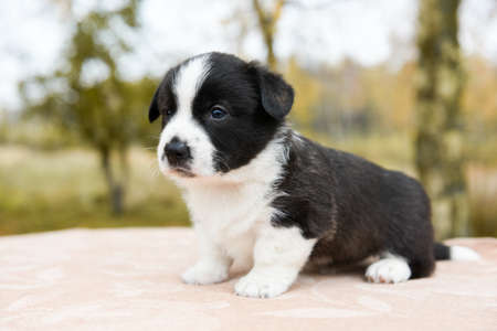 Welsh corgi pembroke puppy dog posing outsideの写真素材