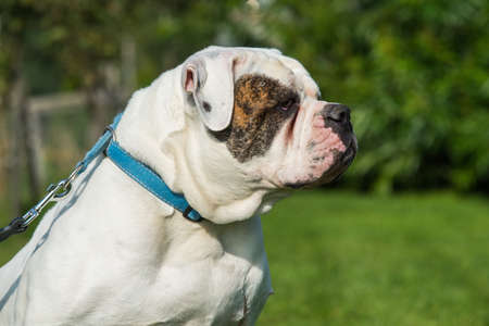 White coat American Bulldog dog portrait outsideの写真素材