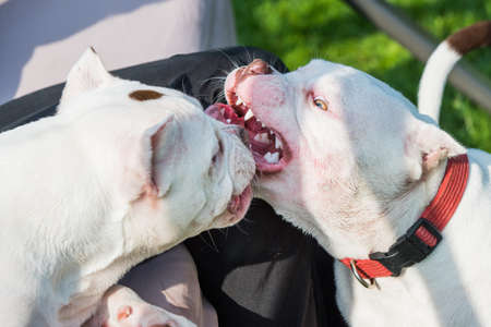 Two American Bully puppies dogs are playingの写真素材