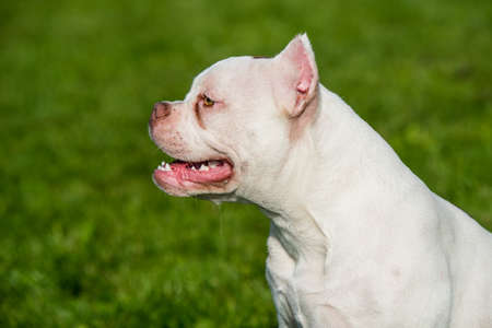 American Bully puppy dog sitting on green grassの写真素材