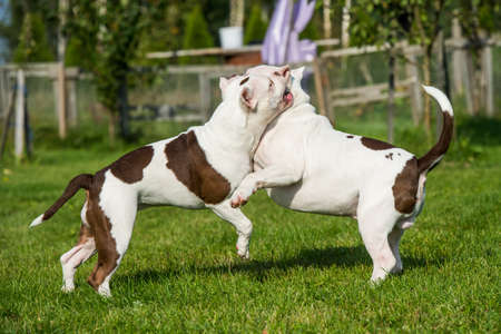 Two American Bully puppies dogs are playingの写真素材
