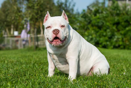 American Bully puppy dog sitting on green grassの写真素材