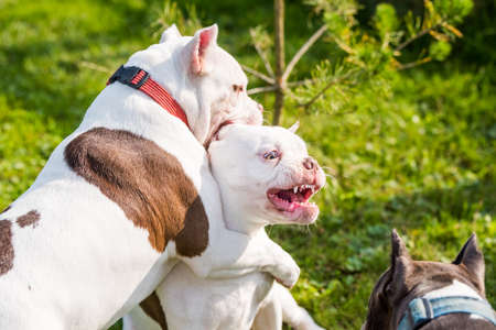 Two American Bully puppies dogs are playingの写真素材