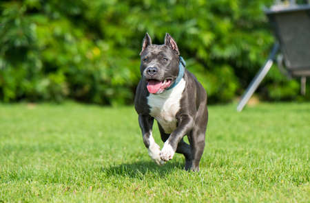 cute Blue hair American Staffordshire Terrier dogの写真素材