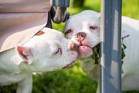 Two American Bully puppies dogs are playingの写真素材