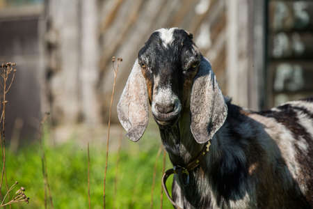 south african boer goat doeling portrait on natureの写真素材