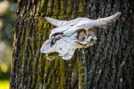 Horned cow head skeleton hanging on wood.の写真素材