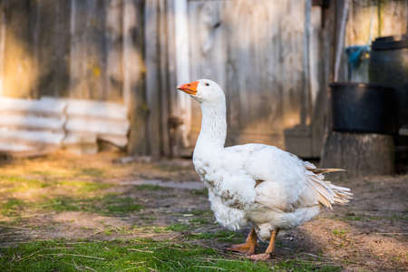 old white goose portait on nature outdoorの写真素材