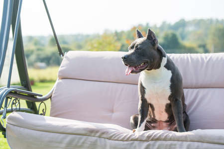 cute Blue hair American Staffordshire Terrier dogの写真素材