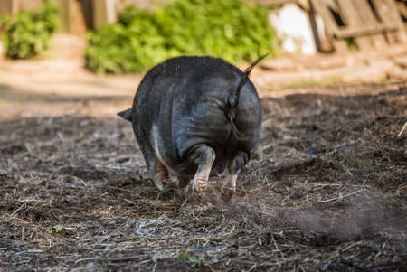 Vietnamese pot-bellied pig graze on the yard.の写真素材