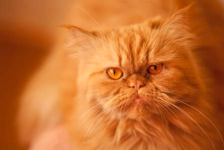 Red cat on red background. Focus on the eyesの写真素材