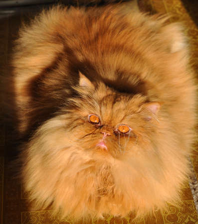 Fat red Persian cat laying on the floorの写真素材