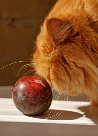 Red fluffy Persian cat and plum on the white tableの写真素材