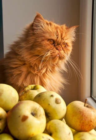 Red cat with apples looks out windowの写真素材