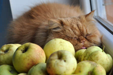 Red cat with apples looks out windowの写真素材