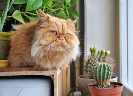 Red cat sitting on windowsill looks out windowの写真素材