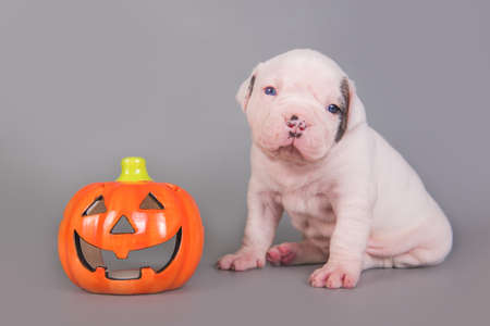 American Bulldog puppy and orange little pumpkinの写真素材