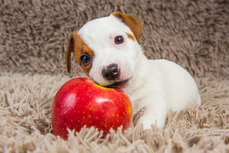 Funny Jack Russell Terrier dog puppy are lying with red apple.の写真素材