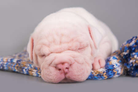 American Bulldog puppy dog is sleeping on grayの写真素材