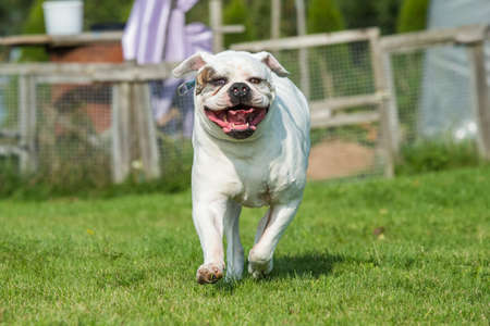 White coat American Bulldog dog in move on grassの写真素材