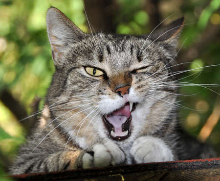 Tabby cat yawning. A cat in natural surroundings having a good yawn.の写真素材