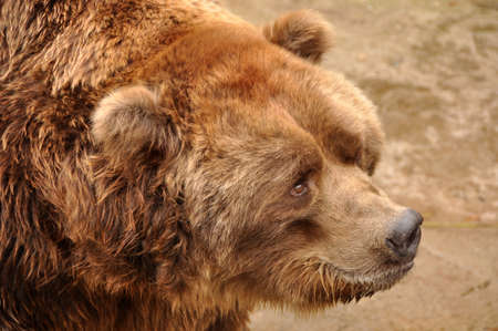 Grizzly brown bear closeup portrait in zoo, Latviaの写真素材