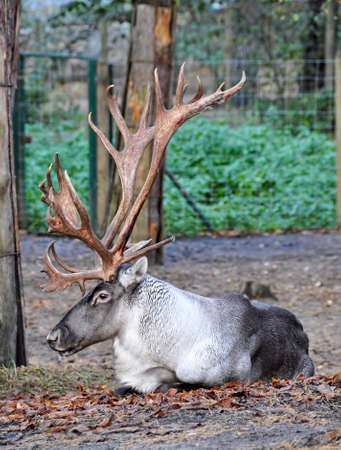 Finnish forest Reindeer with big horns outside on nature in zoo, Latviaの写真素材