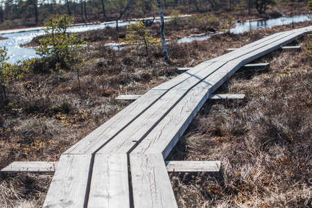 Swamp or bog in Kemeri National park with blue reflection lakes, wooden path, green trees, Riga area, Latvia, Europeの写真素材