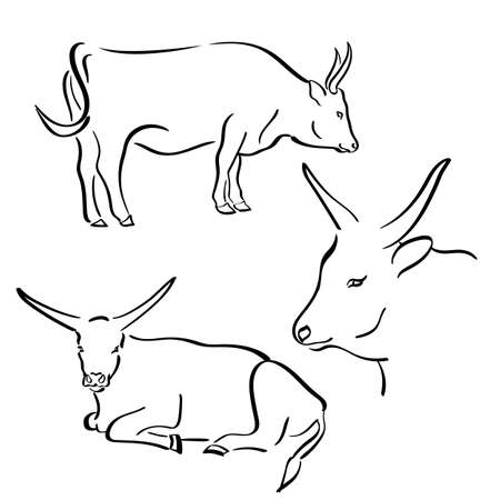 Cow drawn in flat line style. Farm animal. Vectorのイラスト素材