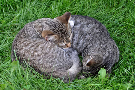 Two tabby cats are sleeping on the grass in love
