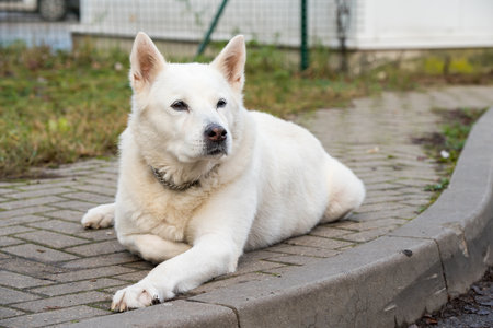 Old white swiss shepherd dog poses outsideの写真素材