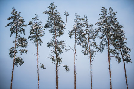 A group of snow covered Pine trees against a blue sky