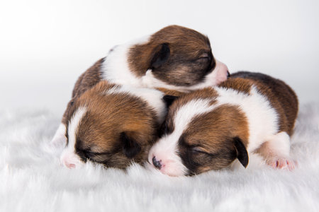 Pembroke Welsh Corgi pembroke puppies on whiteの写真素材