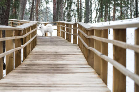 Samoyed white dog is on snow path road in Latviaの写真素材