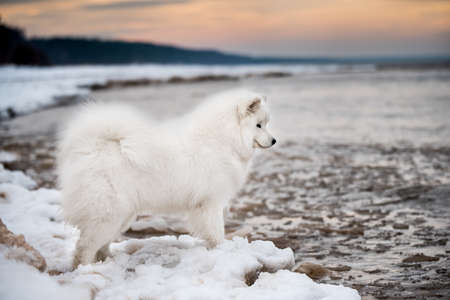 Samoyed white dog is on snow Saulkrasti beach in Latviaの写真素材