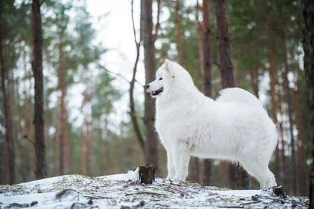 Samoyed white dog is sitting in the winter forestの写真素材