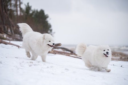 Samoyed white dog is running on snow beach in Latviaの写真素材