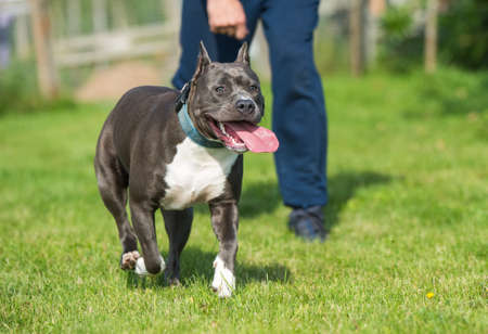 cute Blue hair American Staffordshire Terrier dogの写真素材