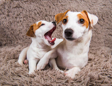 Jack Russell Terrier dogs are lying close together, adult mother dog and baby puppy.
