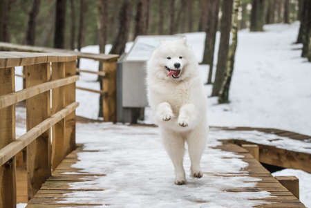 Samoyed white dog is running on snow path road Balta kapa