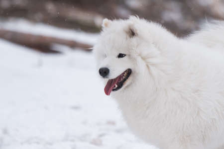 Samoyed white dog muzzle close up is on Baltic sea beachの写真素材