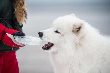 Samoyed white dog is on snow Saulkrasti beach in Latvia