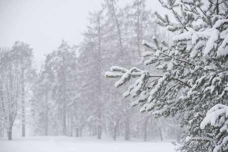 Branches of a fir Christmas tree in the snow in the winter forest