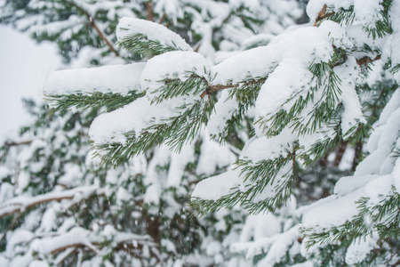Branches of a fir tree in the snow in the winter forestの写真素材