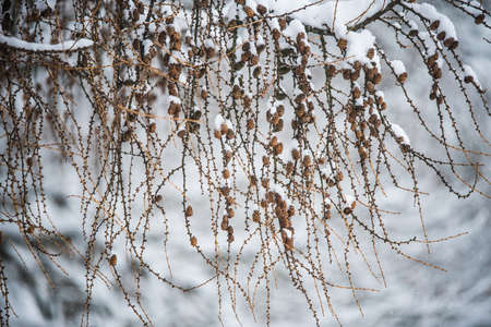 Larch tree branches with small cones in snow background